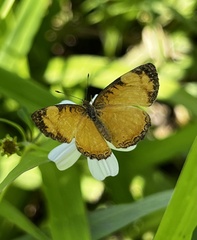 Tegosa