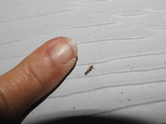 Aristotelia roseosuffusella