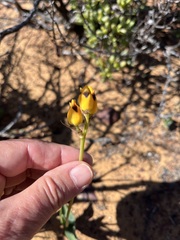 Ornithogalum maculatum