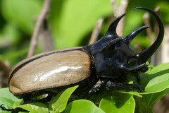 Eupatorus gracilicornis