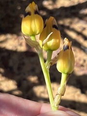 Ornithogalum maculatum