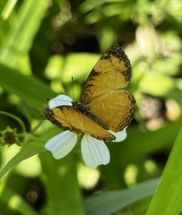 Tegosa