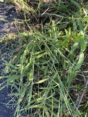 Digitaria sanguinalis