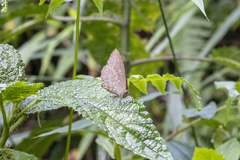 Satyrinae