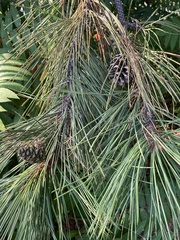 Pinus nigra