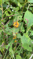 Triosteum aurantiacum