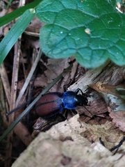 Carabus schoenherri