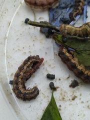 Helicoverpa armigera