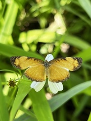 Tegosa
