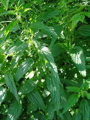 Urtica sondenii