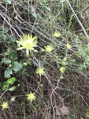 Knowltonia vesicatoria