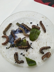 Helicoverpa armigera