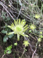 Knowltonia vesicatoria