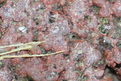 Eupodidae