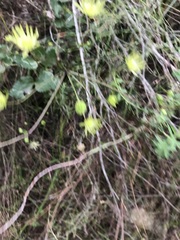 Knowltonia vesicatoria