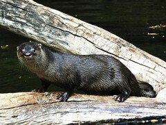 Lontra longicaudis