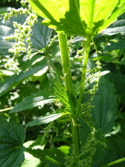 Urtica sondenii