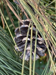 Pinus nigra