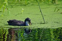 Fulica atra