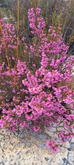 Erica rosacea