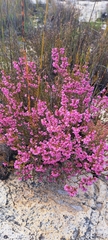 Erica rosacea