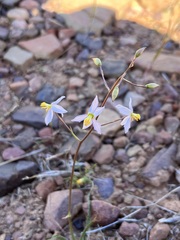 Cyanella pentheri