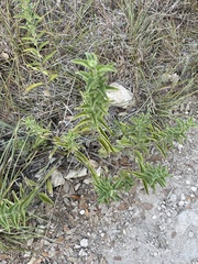 Brickellia cylindracea