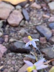 Cyanella pentheri