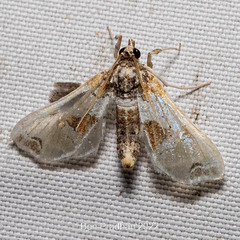 Leucinodes orbonalis