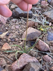 Cyanella pentheri