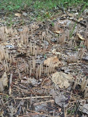 Alloclavaria purpurea