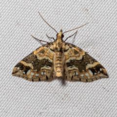 Martania decorata