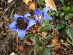 Bombus diversus