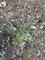 Grindelia lanceolata