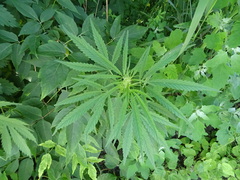 Cannabis sativa spontanea