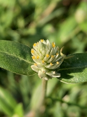 Gomphrena celosioides