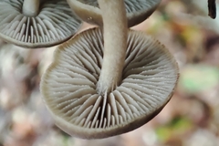 Simocybe centunculus