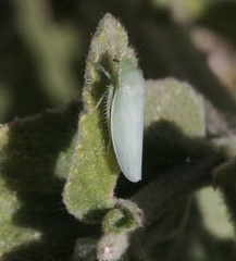 Gyponana angulata