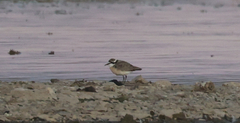 Charadrius pecuarius