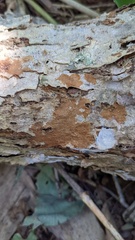 Fuscoporia