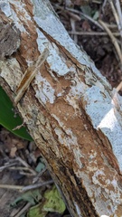 Fuscoporia