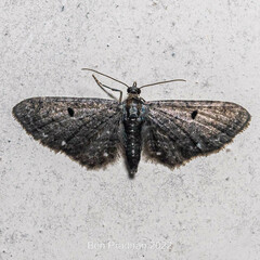 Eupithecia