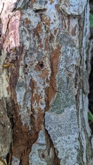Fuscoporia