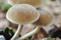 Simocybe centunculus