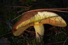 Suillus luteus