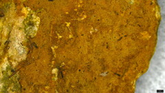 Fuscoporia