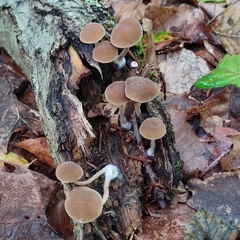 Simocybe centunculus