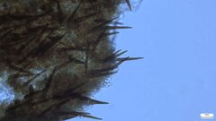 Fuscoporia