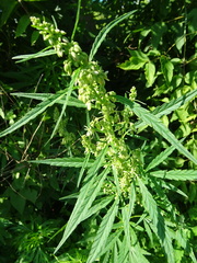 Cannabis sativa spontanea