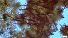 Fuscoporia
